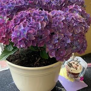 Meet your Posher, Tanya